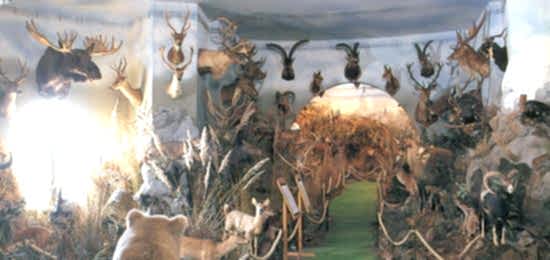 ÜSTAY Wildlife Museum